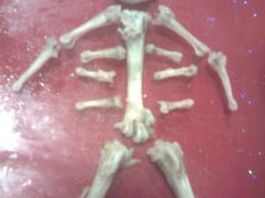 吃完鸭子剩下的骨头-梓砂锅(崇文路店)