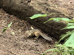 -五营红松林海景区