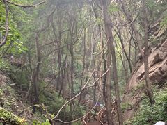 -大岭沟猕猴桃谷风景区