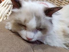 -藏猫猫咖啡主题馆(中央大道店)