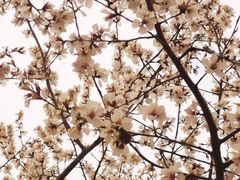 -桃花堤公园