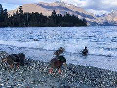 -Fergburger(皇后镇店)