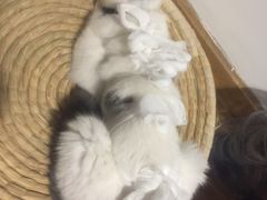-宠福鑫动物医院·动物疾病诊疗中心(天通苑店)