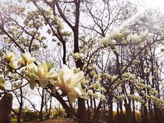 -上海共青森林公园