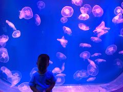 -芜湖新华联大白鲸海洋公园