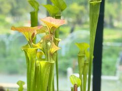 -国家植物园南园