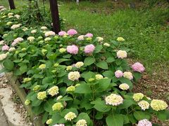 -武汉紫薇都市田园