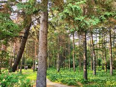 -黑龙江省森林植物园