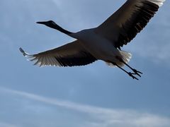 -盐城丹顶鹤湿地生态旅游区