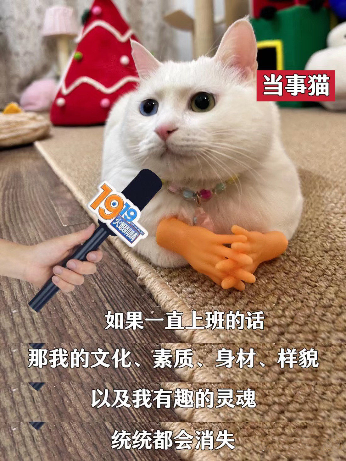 采访一下当事猫!