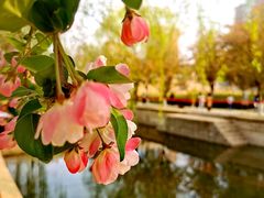 -海棠花溪(元大都城垣遗址公园)