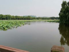 -荷塘月色湿地公园·向阳花洲