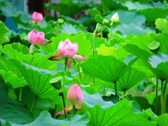 -陈家山荷花公园