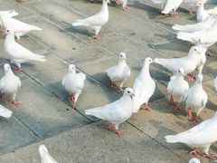 -天津妈祖文化园