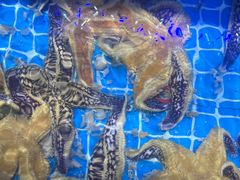 -前王院•巧克力海鲜市集餐厅(万平口店)