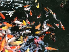 -南宫五洲植物乐园