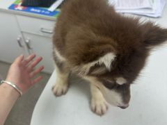 -宠颐生汉谟拉比宠物医院