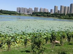-丁香湖公园