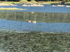 -腾冲北海湿地