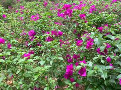 -重庆市江北嘴中央商务区中央公园