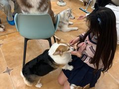 -Let's go狗咖·猫咖·奶狗·桌游(春熙路IFS店)