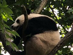 -都江堰中华大熊猫苑