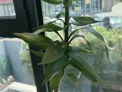 -船家渔(徐州北路店)