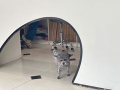 -酷宠动物医院(天通西苑店)