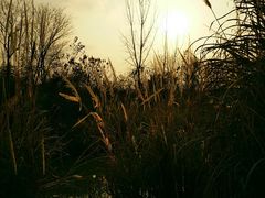 -白鹭湾湿地公园