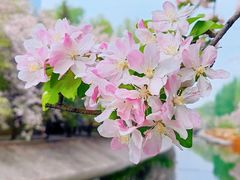 -海棠花溪(元大都城垣遗址公园)