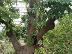 -南通洲际绿博园