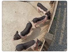 -前小桔亲子创意农场·草莓采摘·露营烧烤