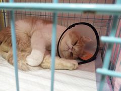 -瑞鹏宠物医院·骨科·猫科·内科(第一中心)
