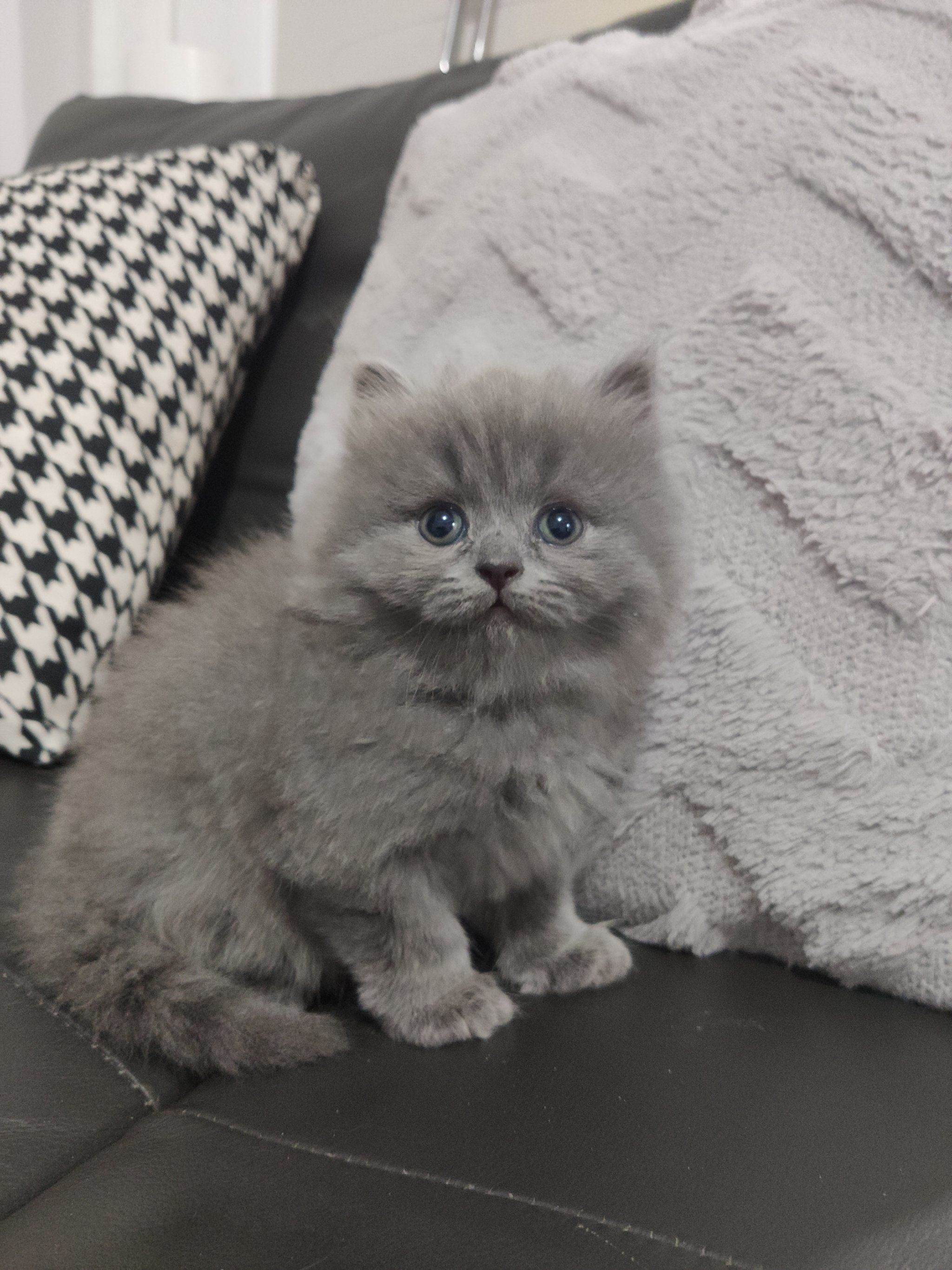 灰蓝眼睛的诱惑