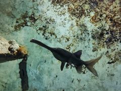 -东方巨龟苑景区