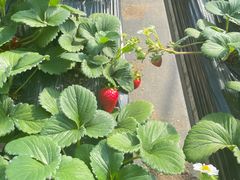 -甜心庄园·甜心草莓采摘园(西青中北店)