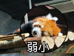 -Zoolung Zoolung动物主题公园(海信广场店)