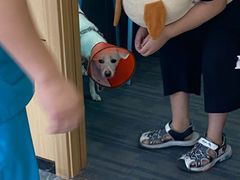 -pd派德宠物中心医院24H急重症·眼科中心·血液透析中心(嵩山北路店)