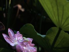 -成都市文化公园