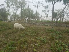 -上海滴水湖皇冠假日酒店