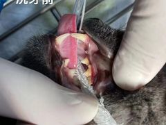 -贝康宠物医院·犬猫全科·小动物特色诊疗中心(东环路店)
