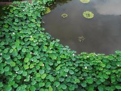 -陈家山荷花公园