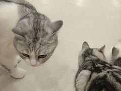 -共舞时光猫咖·狗咖(新街口店)
