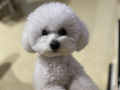 -樱桃家的宠物店(君安花园店)