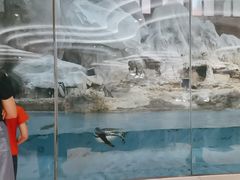 -帝企鹅自助餐厅•儿童岛•真企鹅(长隆企鹅酒店)