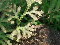 -广州白江湖森林公园