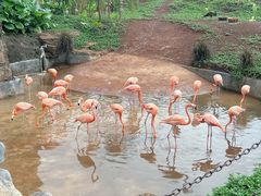 -海南热带野生动植物园