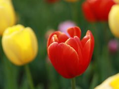 -杭州湾海上花田景区