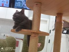 -喵园·猫主题咖啡厅·撸猫·猫咖(国贸店)