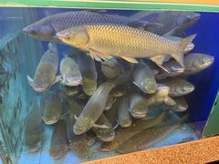 -淘米捞·米汤脆鲩鱼火锅(福田皇岗店)